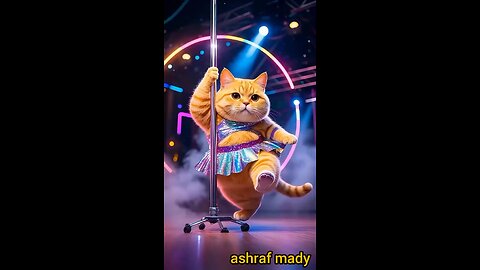 The most beautiful funny cats dancing and singing