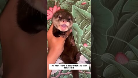 The guy was swimming in the river and accidentally took in a baby otter