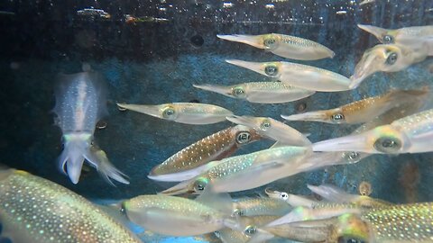 THRILLING ADVENTURE: SQUID HUNTING IN PHU QUY ISLAND