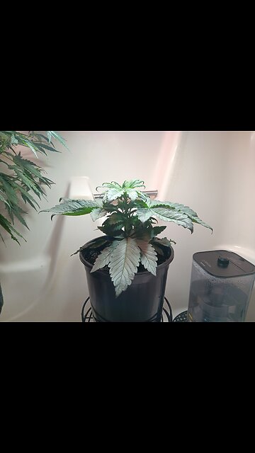 Fruity pebbles week 3 day 6