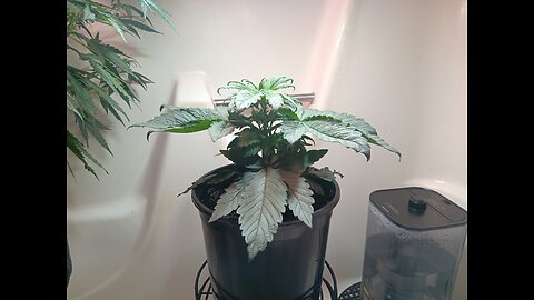 Fruity pebbles week 3 day 6
