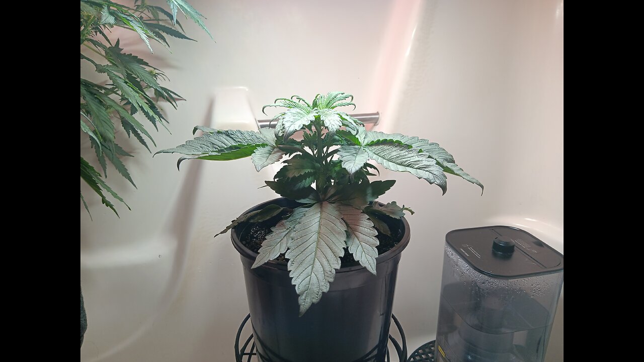 Fruity pebbles week 3 day 6
