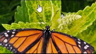 Butterflies vs. Moths