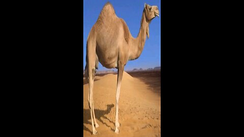ai shorts camel dance