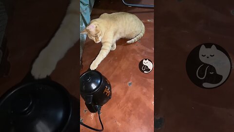 Cute funny cats