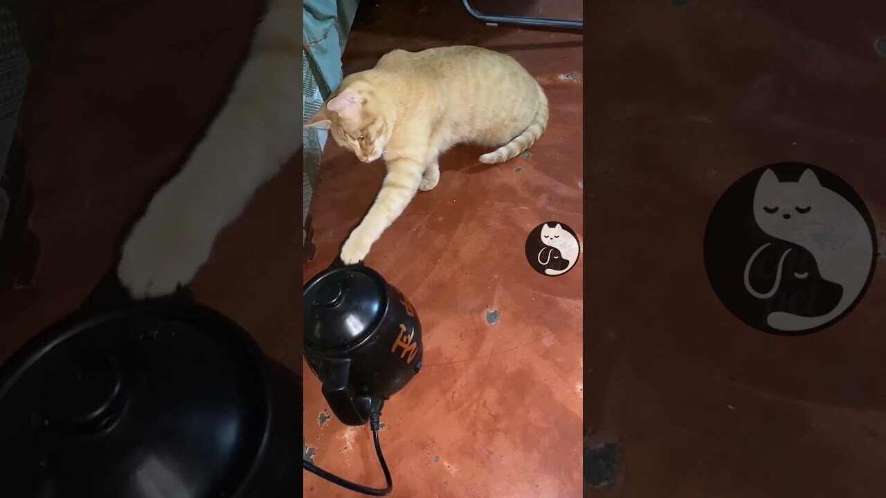 Cute funny cats