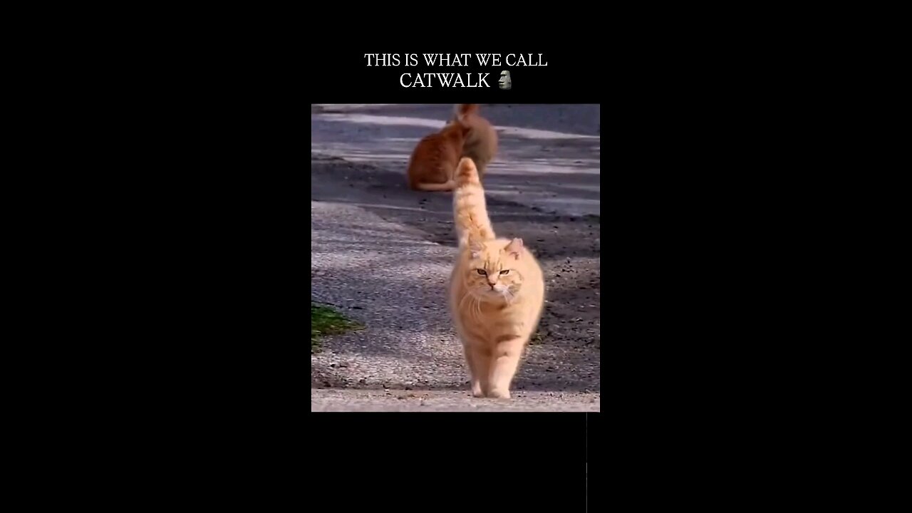 CATWALK