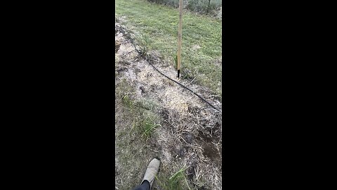 No till seven years living soil