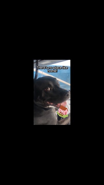 Rescue Dog Knows There's No Place Like HOME! #shorts #rescuedog #trucking #adoptdontshop