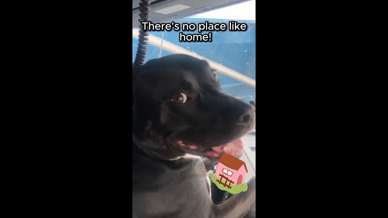 Rescue Dog Knows There's No Place Like HOME! #shorts #rescuedog #trucking #adoptdontshop