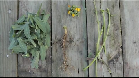 Identifying Edible Plants Bushcraft Style 🌾