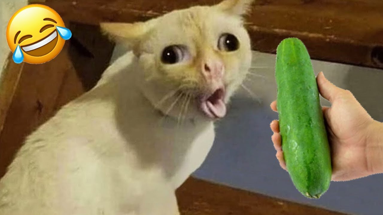 Unstoppable Laughs! 😂 Funniest Dog & Cat Compilation of 2025 | 𝐘𝐨𝐮 𝐋𝐚𝐮𝐠𝐡 𝐘𝐨𝐮 𝐋𝐨𝐬𝐞 😍😸😹