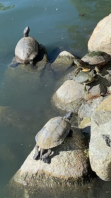 Red-Eared Slider Turtles 🐢 #redearedslider #followme #shorts #viral #trending #turtles #turtle