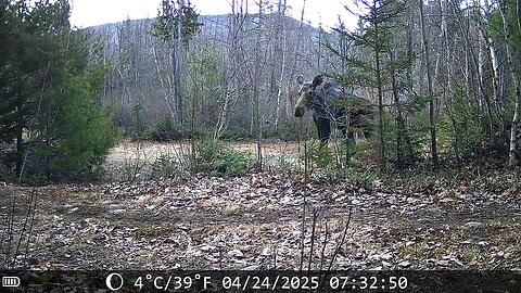 Maine moose on the loose! on the homestead!