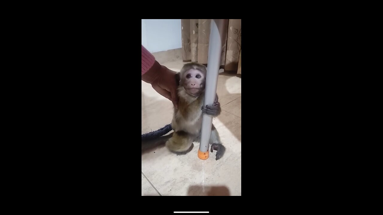 Baby monkey scared
