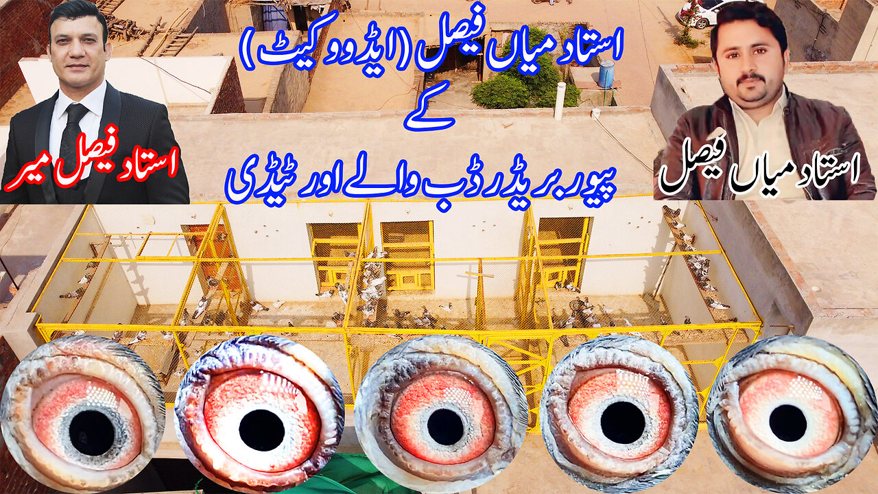 Original Dubwalay And Taddy Breeder Pigeons Of Ustad Mian Faisal Advocate ( Mian Nazir Party )