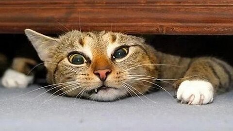 CATS Are Weird Here Is a Proof - Funny Cat Videos