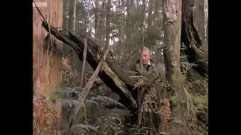 the amazing lyre bird sings like a chainsaw
