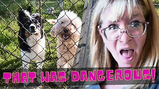 DOGS Behaving BADLY On The FARM!