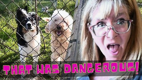 DOGS Behaving BADLY On The FARM!