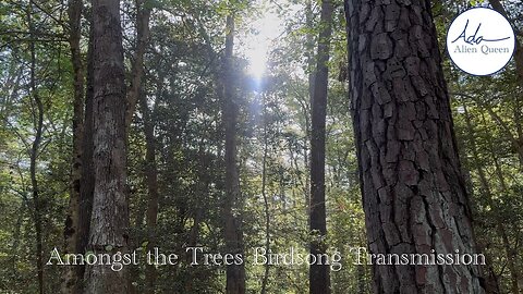 Ada Alien Queen • Bird Songs • Take #00005 • Amongst the Trees Birdsong Transmission