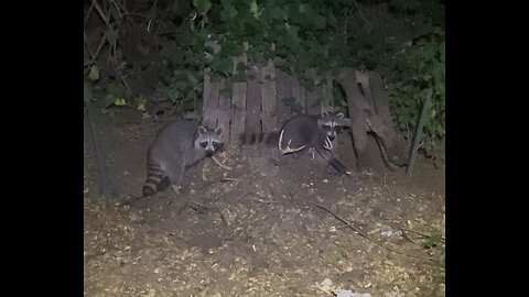 Trapping Raccoons attacking the chickens