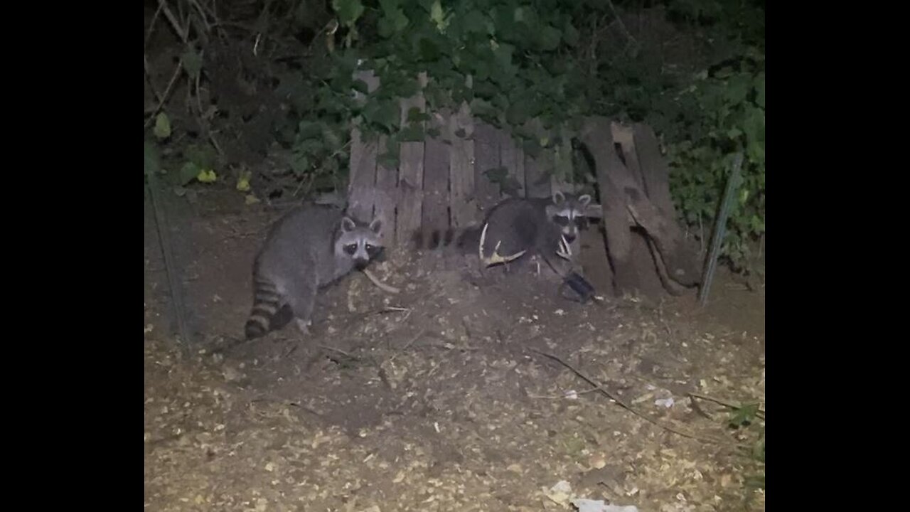 Trapping Raccoons attacking the chickens
