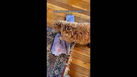Puppy Chewing Everything? Try This Easy Towel Enrichment Hack!