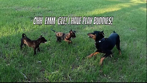 Puppy Playdate 1: Doberman Meets New Puppies for Backyard Chaos 🐾😂