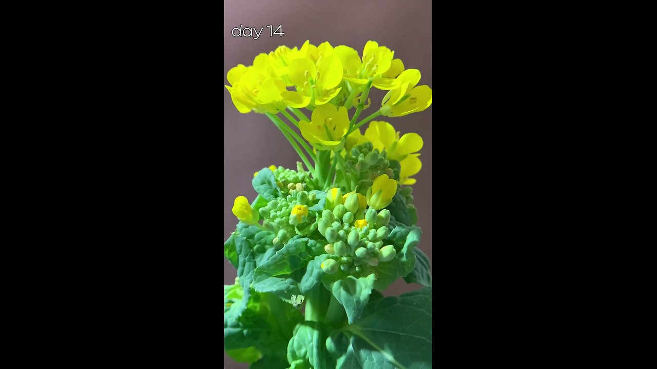 Cabbage in water for 24 days, growing and blooming #timelapse