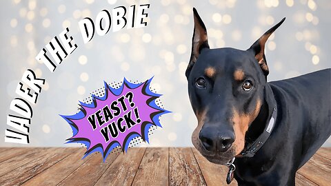 Doberman Gets the Full Spa Treatment 🧼🐾 | 14 Minutes of Wipe-Down, Ear Cleaning & Chill Vibes