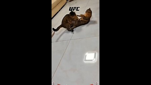 cat vs cat round 1
