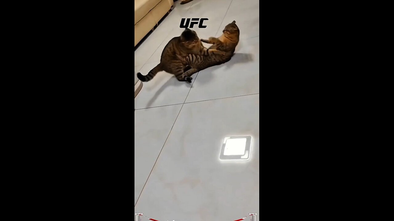 cat vs cat round 1