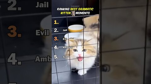 Ranking Best Dramatic Kitten Moments