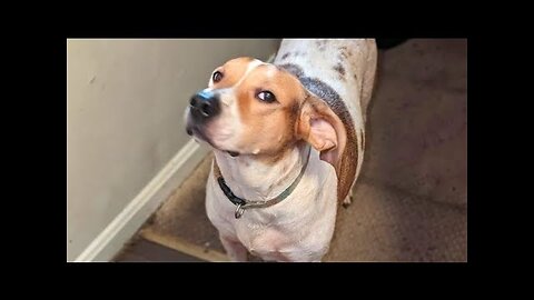 Top Funny Animal Moments: Guaranteed to Make You Laugh!