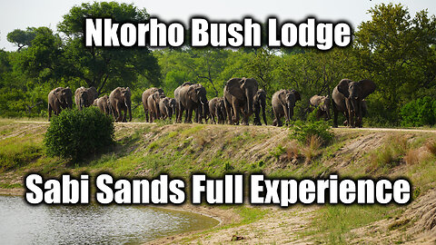 Sabi Sands - Nkorho Bush Lodge Experience & Pricing