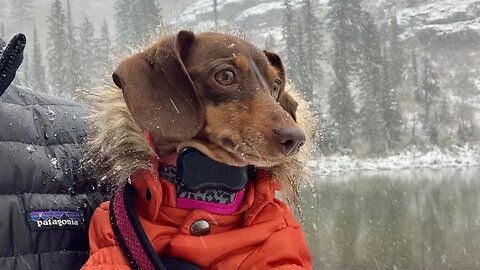 Miniature Dogs Funny Videos in snow time | Try not to laugh Miniature Dogs funny videos Compilation