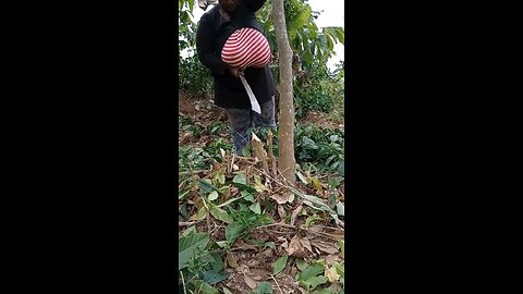 farmer