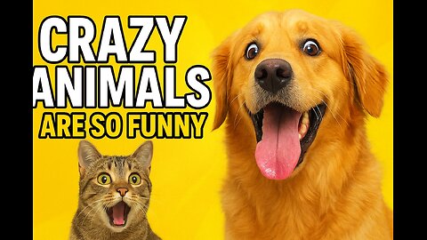 crazy animals are so funny (funniest animals Best Funny Animal Videos )