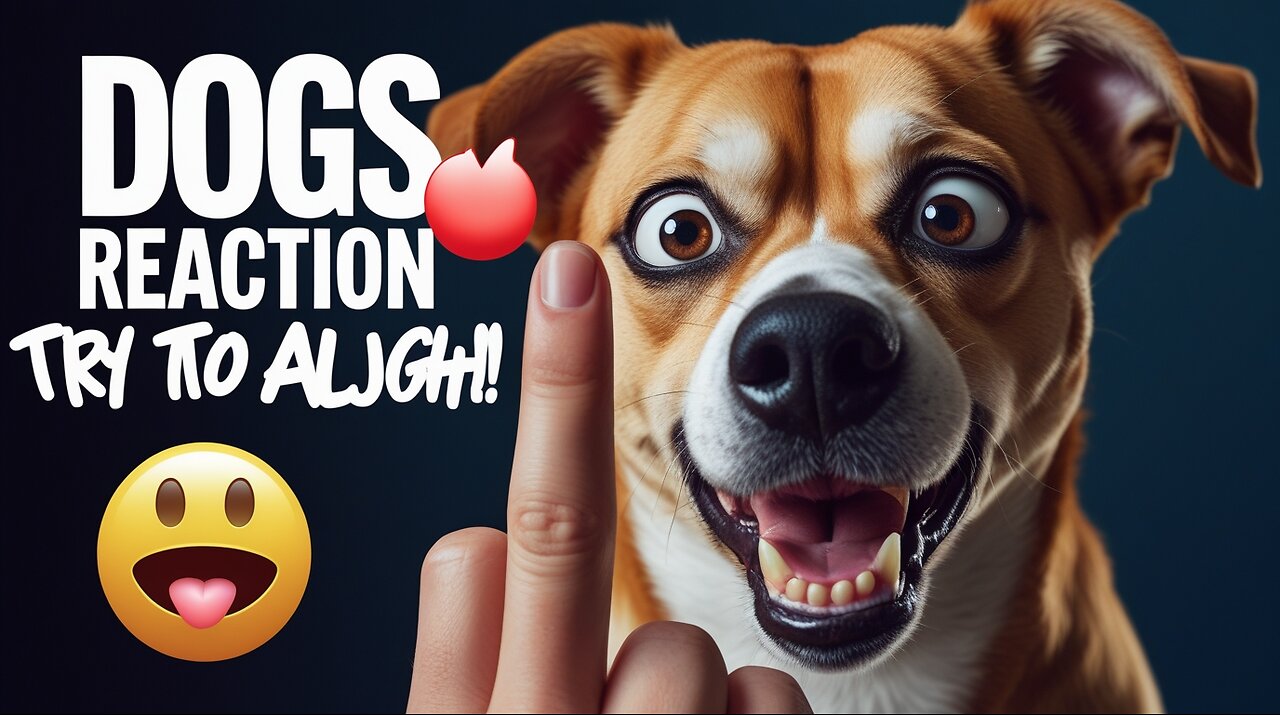 Dog’s Reaction In The Face Of The Middle Finger 😂 So Funny