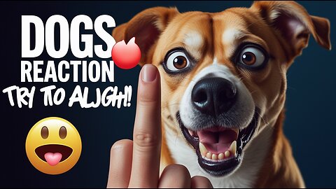 Dog’s Reaction In The Face Of The Middle Finger 😂 So Funny