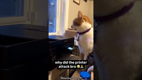 Why Is This Pet So Dramatic?!