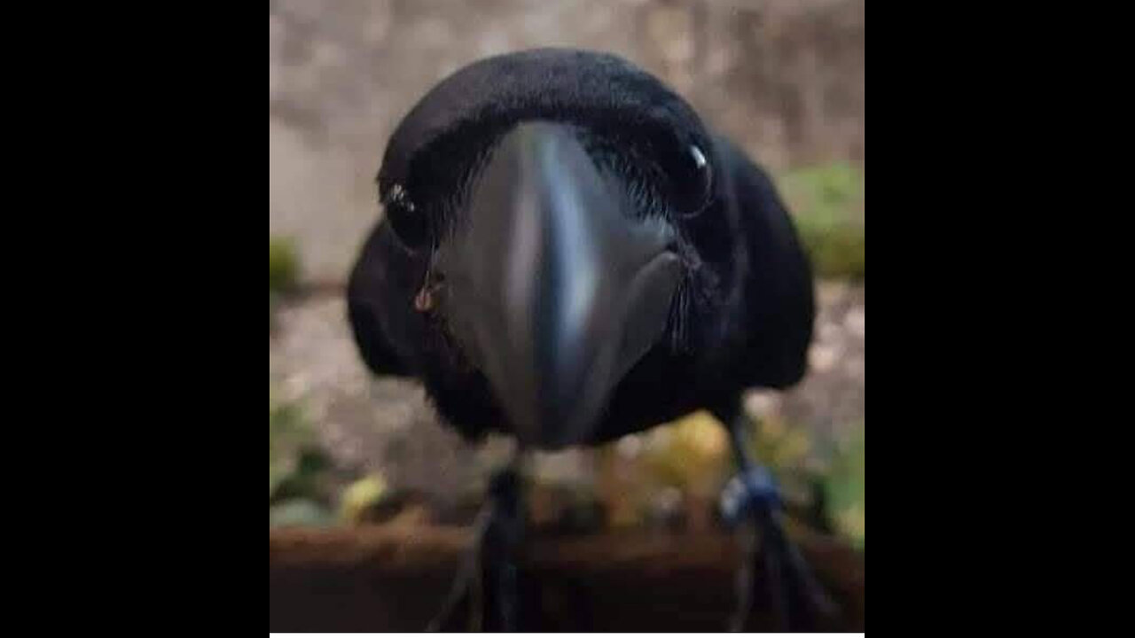I am late, Rumble!