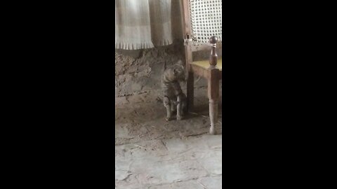 big cat real smile funny vedio