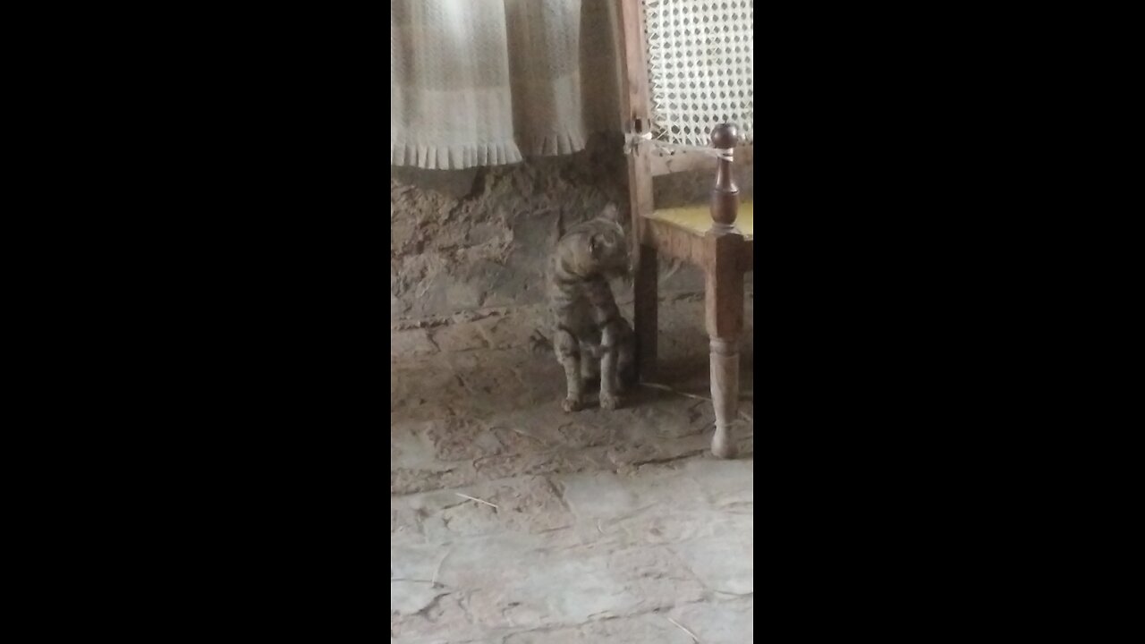 big cat real smile funny vedio