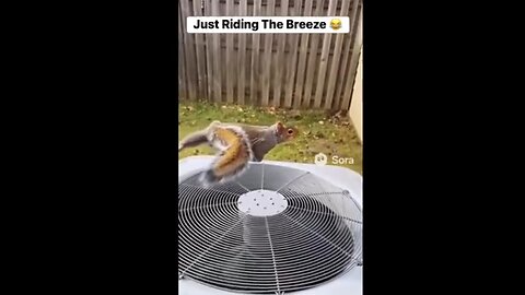 Levitating Squirrel