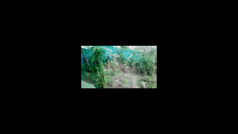 kitchen Garden