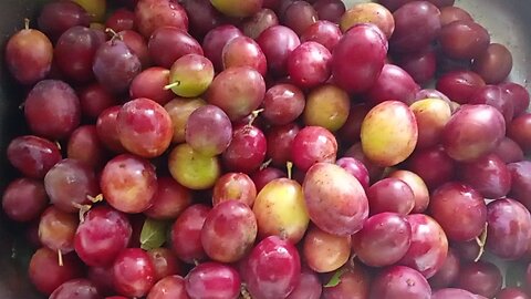 14, home , with a haul of wild plums, some to eat,