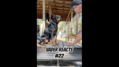 Vader Reacts #22: The “Framed” Joke Got Absolute Silence 🖼️🤣🐾