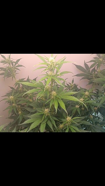 Gorilla Cookies week 5 day 6